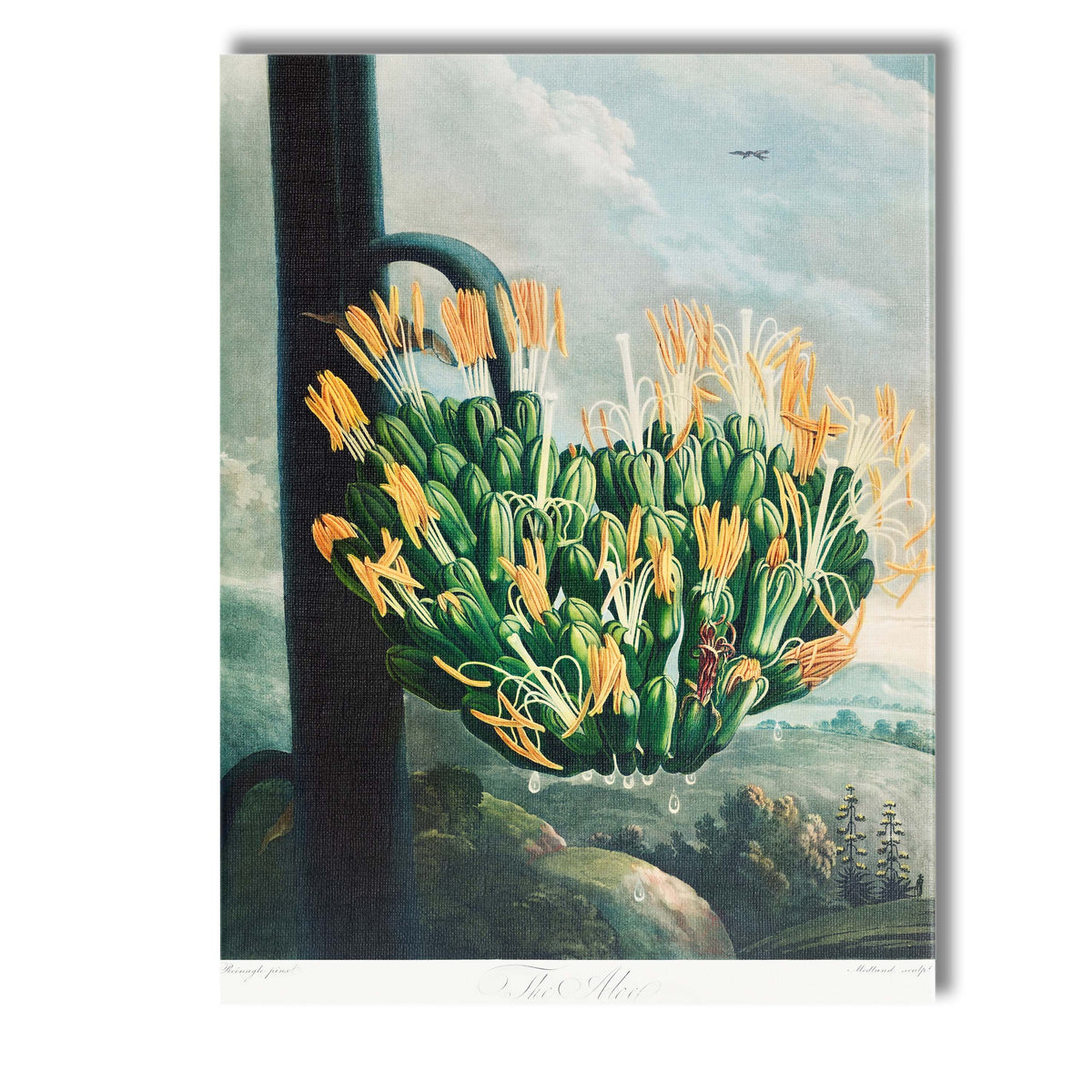 Antique Agave Bloom Botanical Landscape Illustration Canvas Wall Art Print Decor Picture Ready to Hang