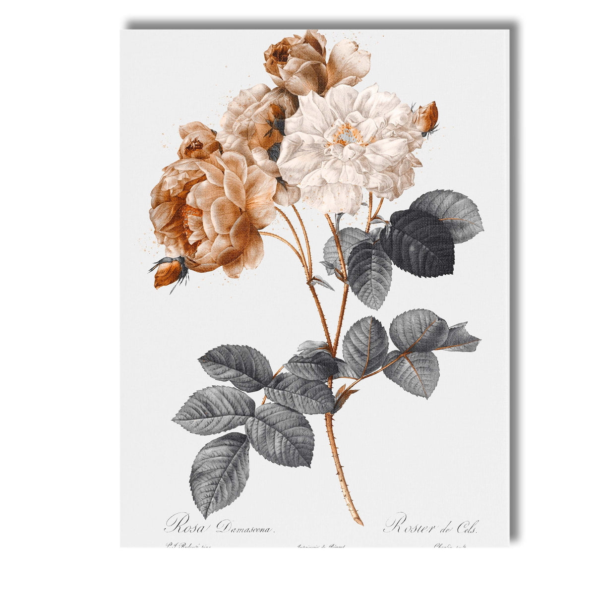 Sepia Toned Damask Rose Botanical Floral Illustration Canvas Wall Art Print Decor Picture Ready to Hang