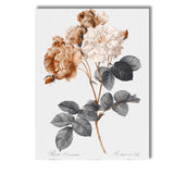 Sepia Toned Damask Rose Botanical Floral Illustration Canvas Wall Art Print Decor Picture Ready to Hang