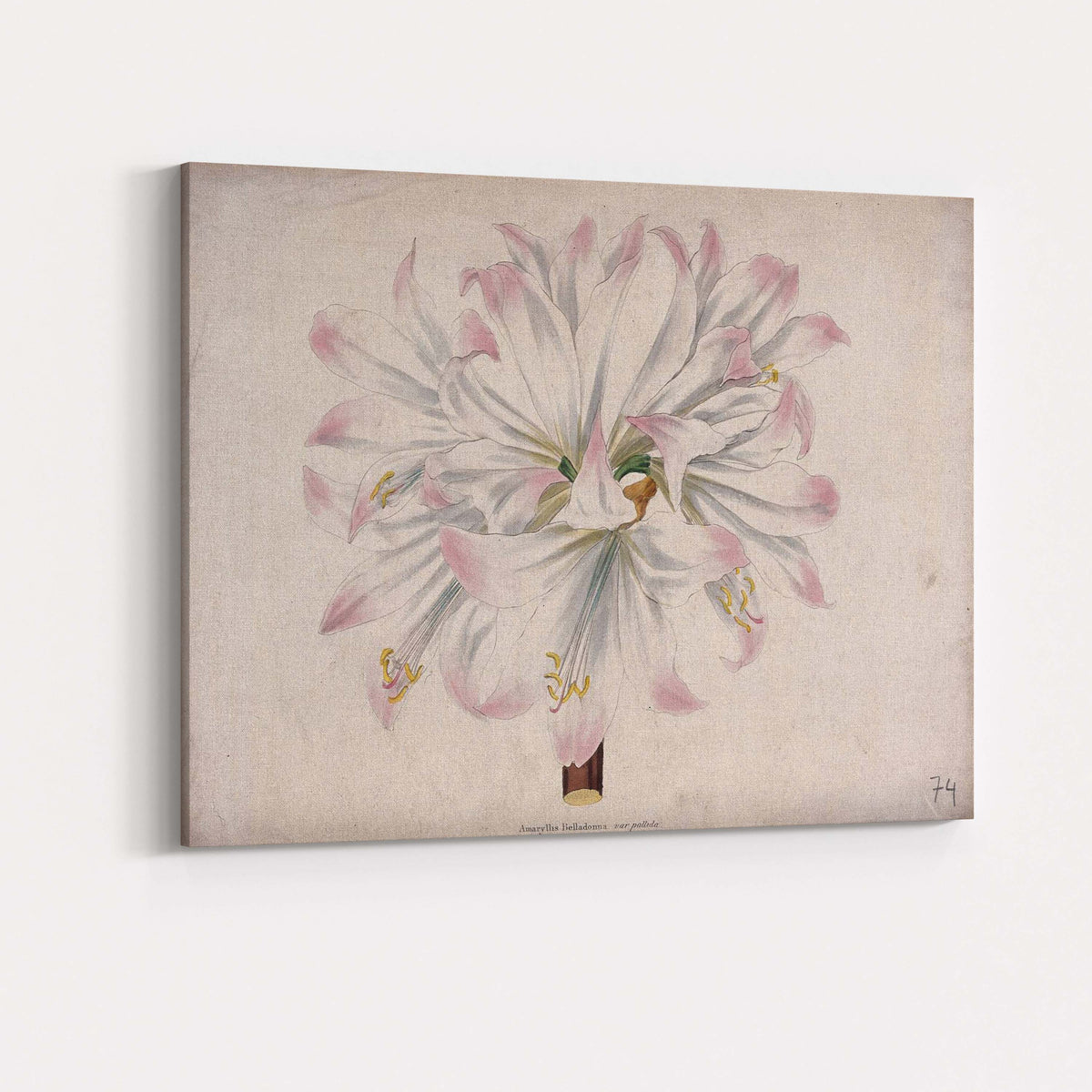 Soft Pink White Amaryllis Botanical Flower Antique Illustration Canvas Wall Art Print Decor Picture Ready to Hang