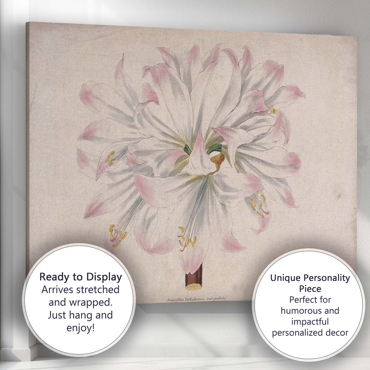 Soft Pink White Amaryllis Botanical Flower Antique Illustration Canvas Wall Art Print Decor Picture Ready to Hang
