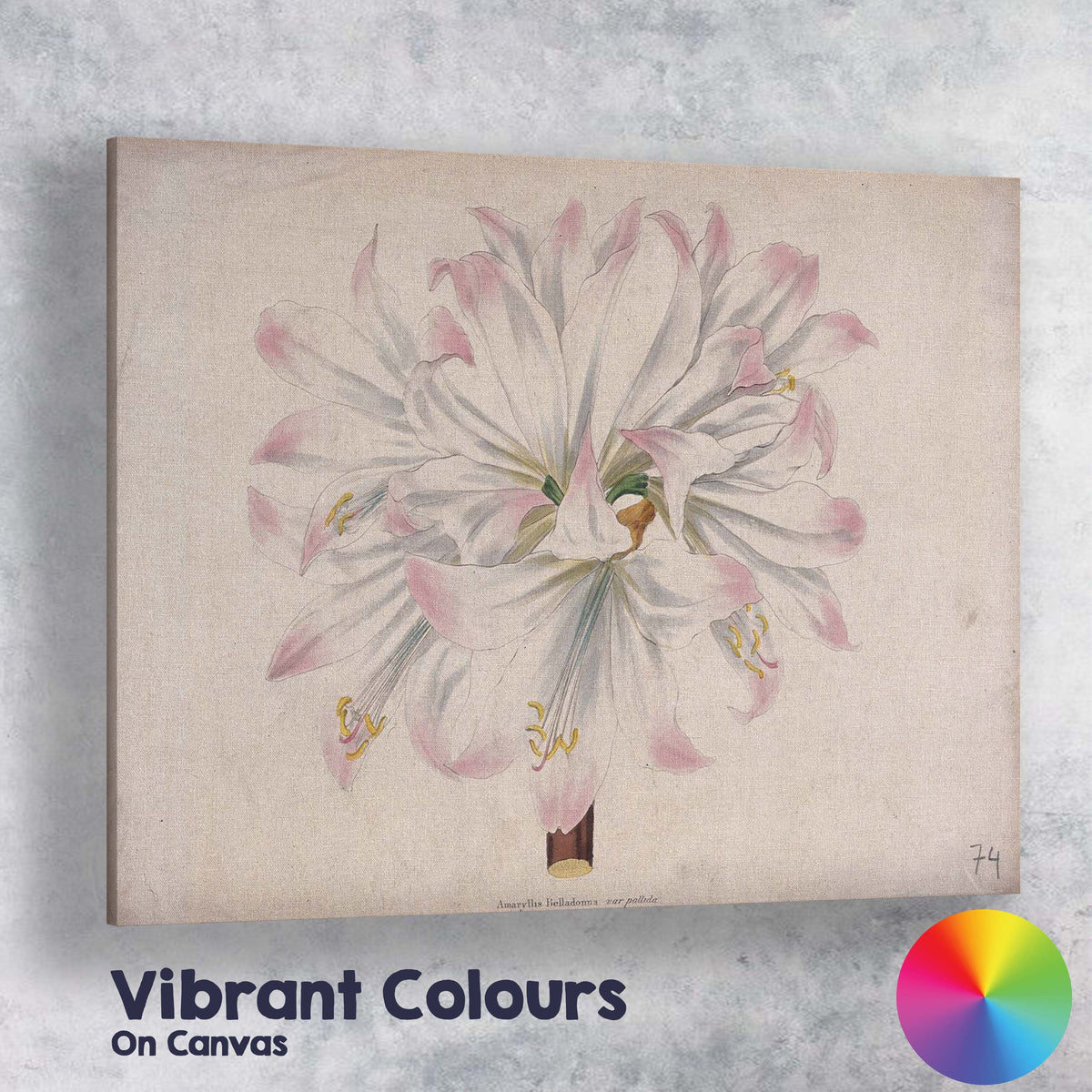 Soft Pink White Amaryllis Botanical Flower Antique Illustration Canvas Wall Art Print Decor Picture Ready to Hang