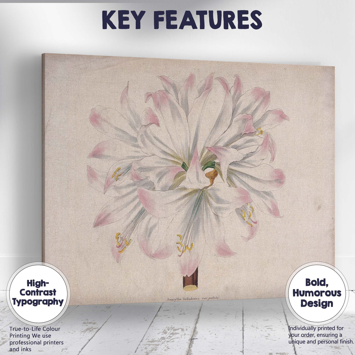 Soft Pink White Amaryllis Botanical Flower Antique Illustration Canvas Wall Art Print Decor Picture Ready to Hang