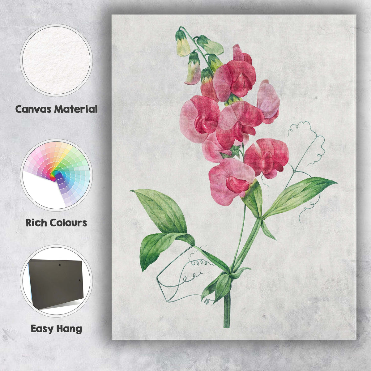 Delicate Pink Sweet Pea Botanical Flower Watercolour Illustration Canvas Wall Art Print Decor Picture Ready to Hang