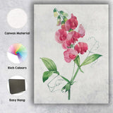 Delicate Pink Sweet Pea Botanical Flower Watercolour Illustration Canvas Wall Art Print Decor Picture Ready to Hang