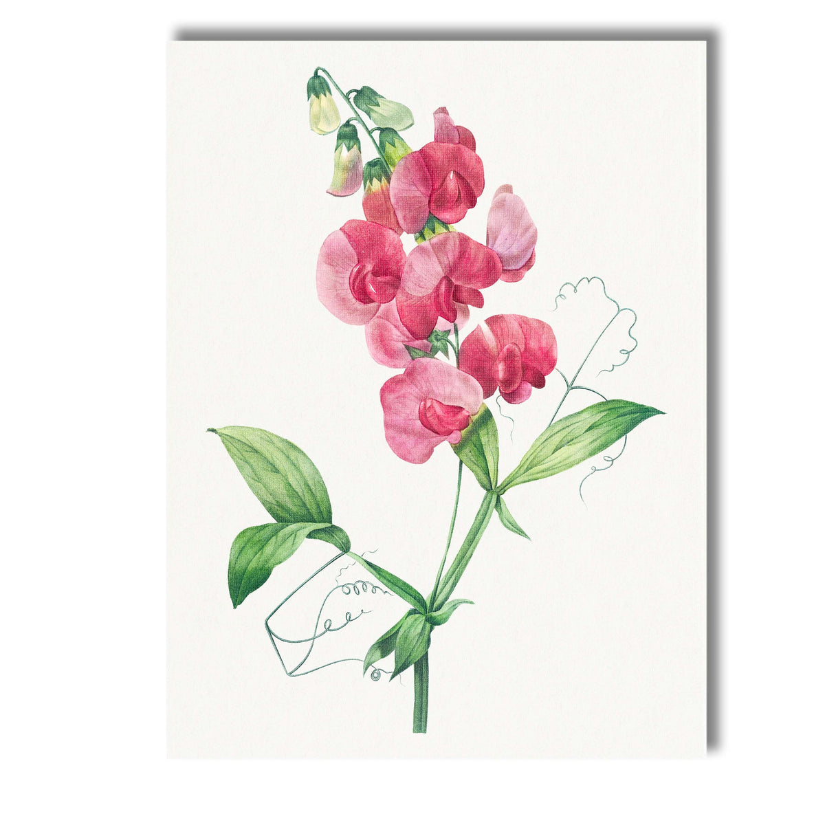 Delicate Pink Sweet Pea Botanical Flower Watercolour Illustration Canvas Wall Art Print Decor Picture Ready to Hang