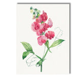 Delicate Pink Sweet Pea Botanical Flower Watercolour Illustration Canvas Wall Art Print Decor Picture Ready to Hang