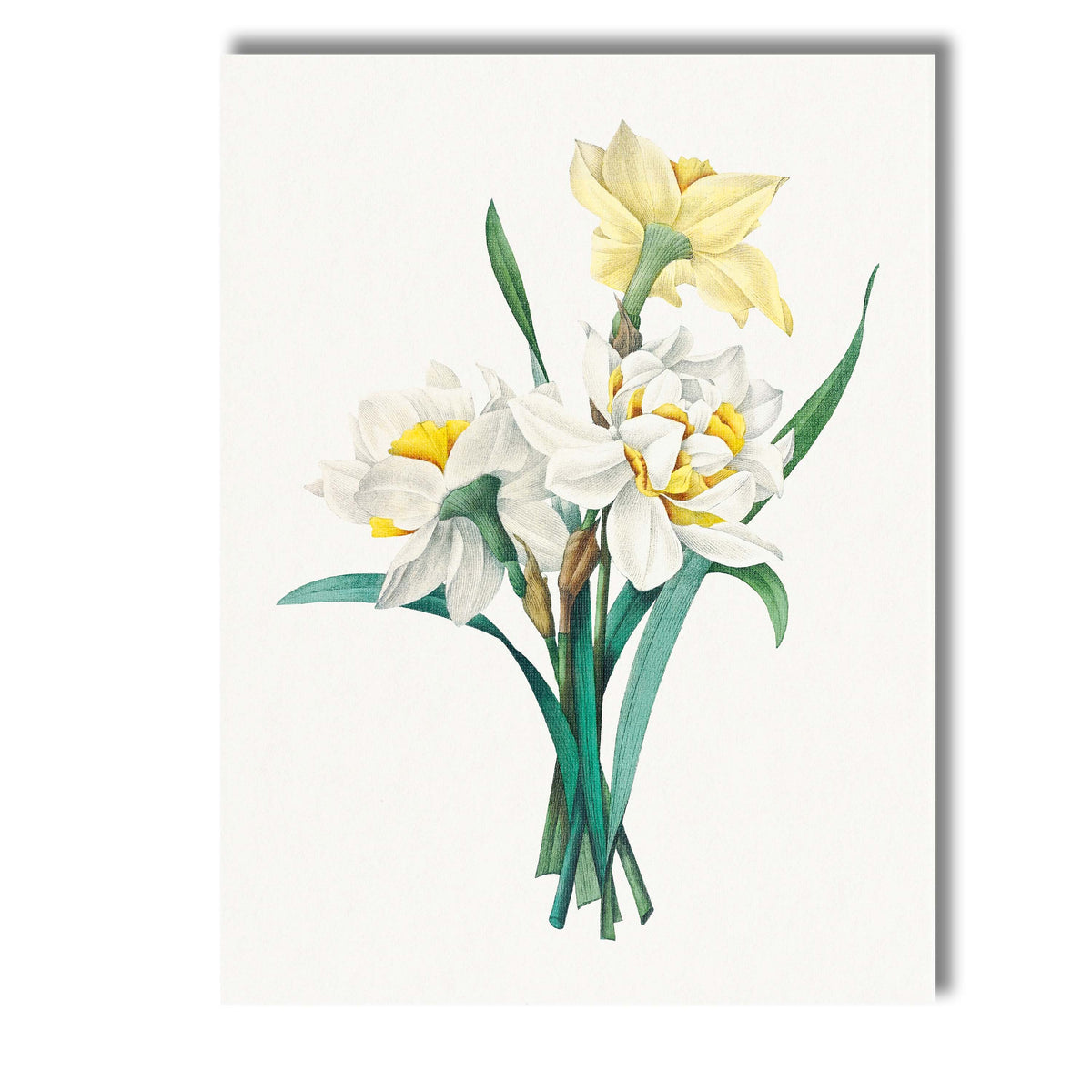 White and Yellow Daffodil Botanical Spring Flower Illustration Canvas Wall Art Print Decor Picture Ready to Hang