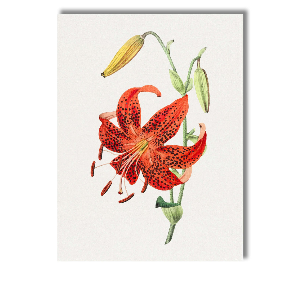 Vibrant Orange Spotted Tiger Lily Botanical Illustration Canvas Wall Art Print Decor Picture Ready to Hang