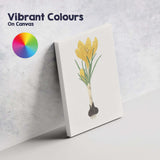 Golden Yellow Crocus Flower Bulb Botanical Illustration Canvas Wall Art Print Decor Picture Ready to Hang