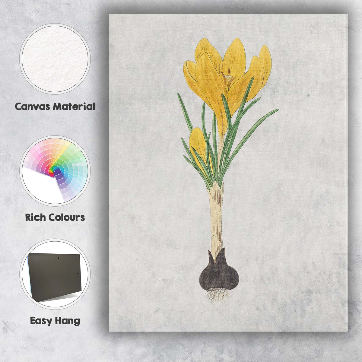 Golden Yellow Crocus Flower Bulb Botanical Illustration Canvas Wall Art Print Decor Picture Ready to Hang