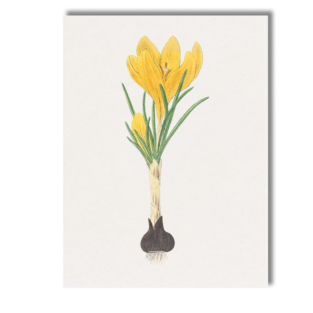 Golden Yellow Crocus Flower Bulb Botanical Illustration Canvas Wall Art Print Decor Picture Ready to Hang