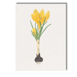 Golden Yellow Crocus Flower Bulb Botanical Illustration Canvas Wall Art Print Decor Picture Ready to Hang