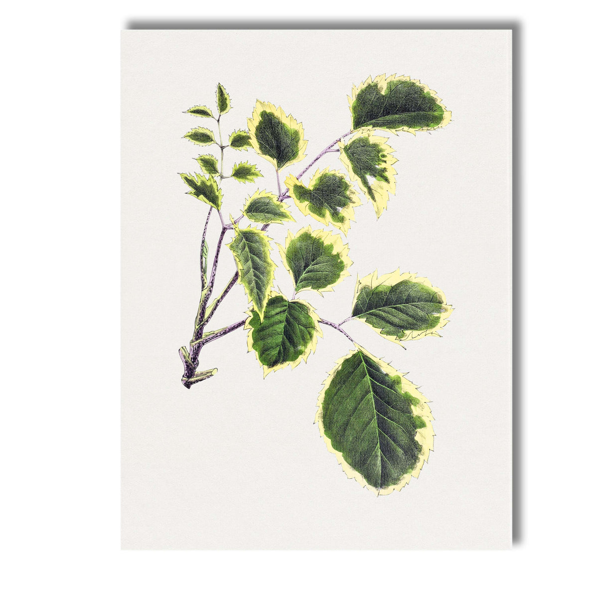 Green and Cream Variegated Leaf Branch Botanical Illustration Canvas Wall Art Print Decor Picture Ready to Hang