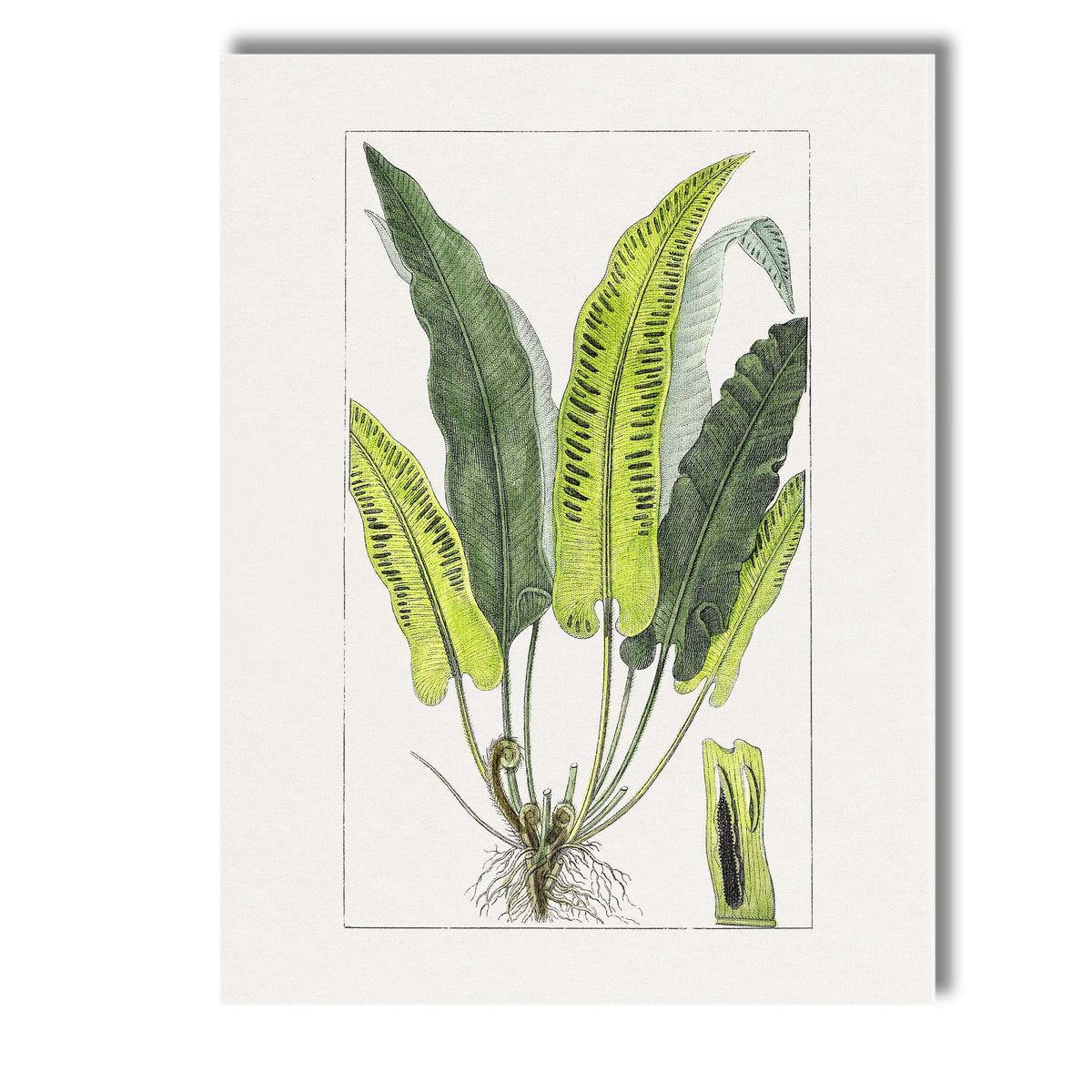 Antique Green Fern Frond Botanical Study Illustration Canvas Wall Art Print Decor Picture Ready to Hang