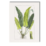 Antique Green Fern Frond Botanical Study Illustration Canvas Wall Art Print Decor Picture Ready to Hang