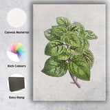 Green Speckled Foliage Plant Botanical Garden Illustration Canvas Wall Art Print Decor Picture Ready to Hang