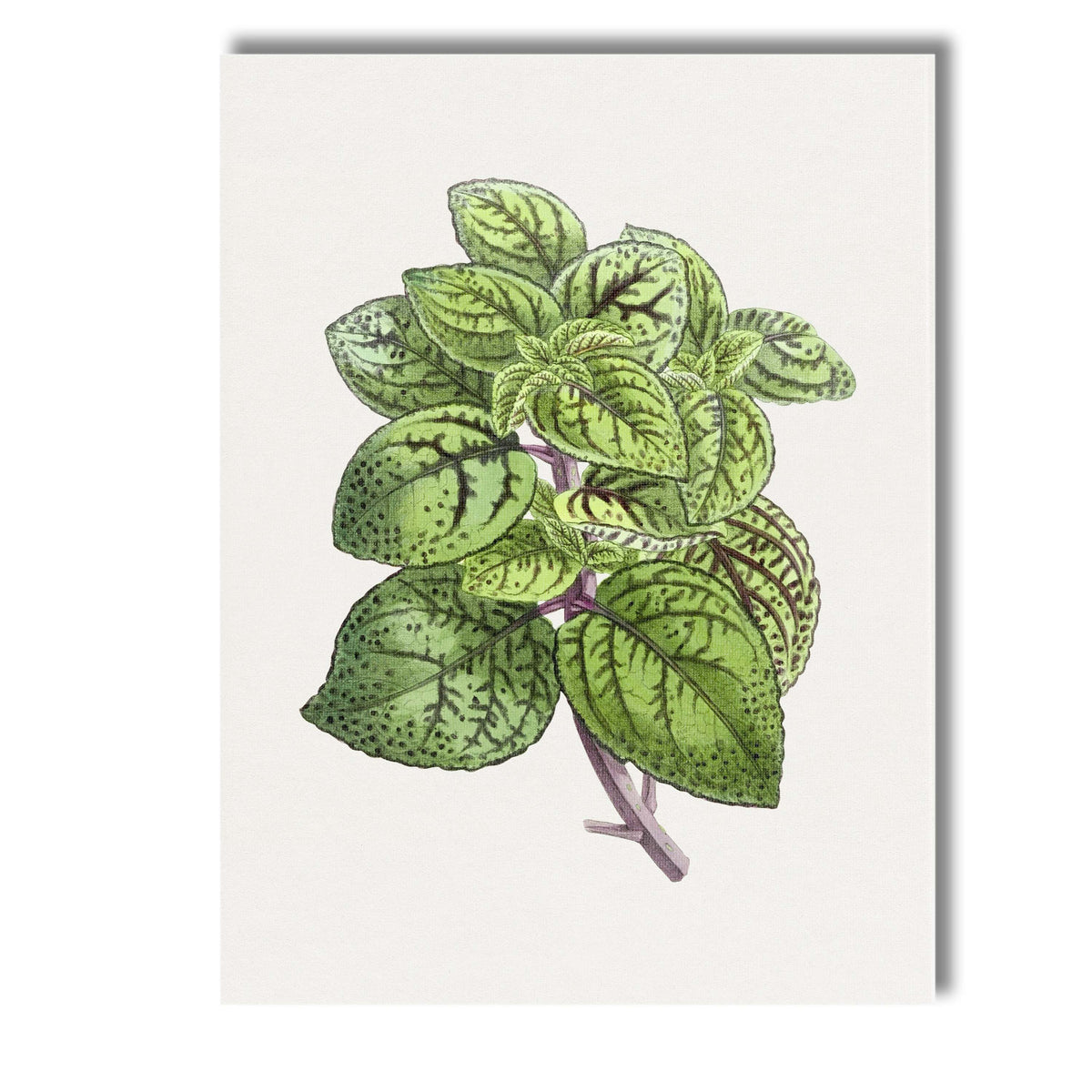 Green Speckled Foliage Plant Botanical Garden Illustration Canvas Wall Art Print Decor Picture Ready to Hang