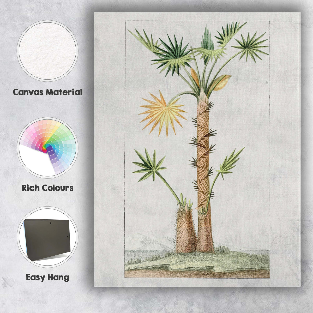 Antique Fan Palm Tree Exotic Tropical Botanical Illustration Canvas Wall Art Print Decor Picture Ready to Hang