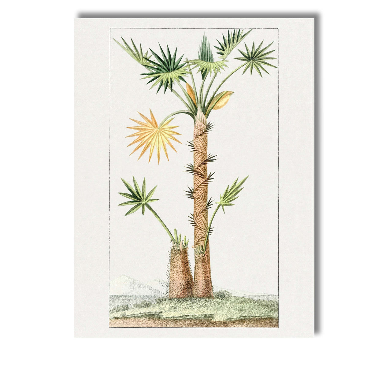 Antique Fan Palm Tree Exotic Tropical Botanical Illustration Canvas Wall Art Print Decor Picture Ready to Hang