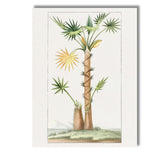 Antique Fan Palm Tree Exotic Tropical Botanical Illustration Canvas Wall Art Print Decor Picture Ready to Hang