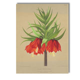 Rich Red Crown Imperial Fritillaria Botanical Flower Illustration Canvas Wall Art Print Decor Picture Ready to Hang