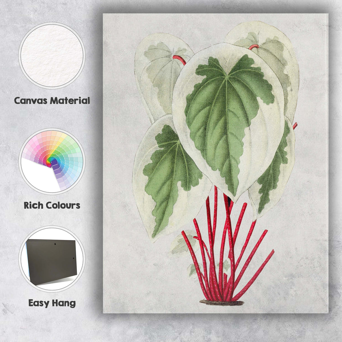Cream Green Heart Leaf Plant With Red Stems Botanical Illustration Canvas Wall Art Print Decor Picture Ready to Hang