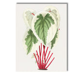 Cream Green Heart Leaf Plant With Red Stems Botanical Illustration Canvas Wall Art Print Decor Picture Ready to Hang