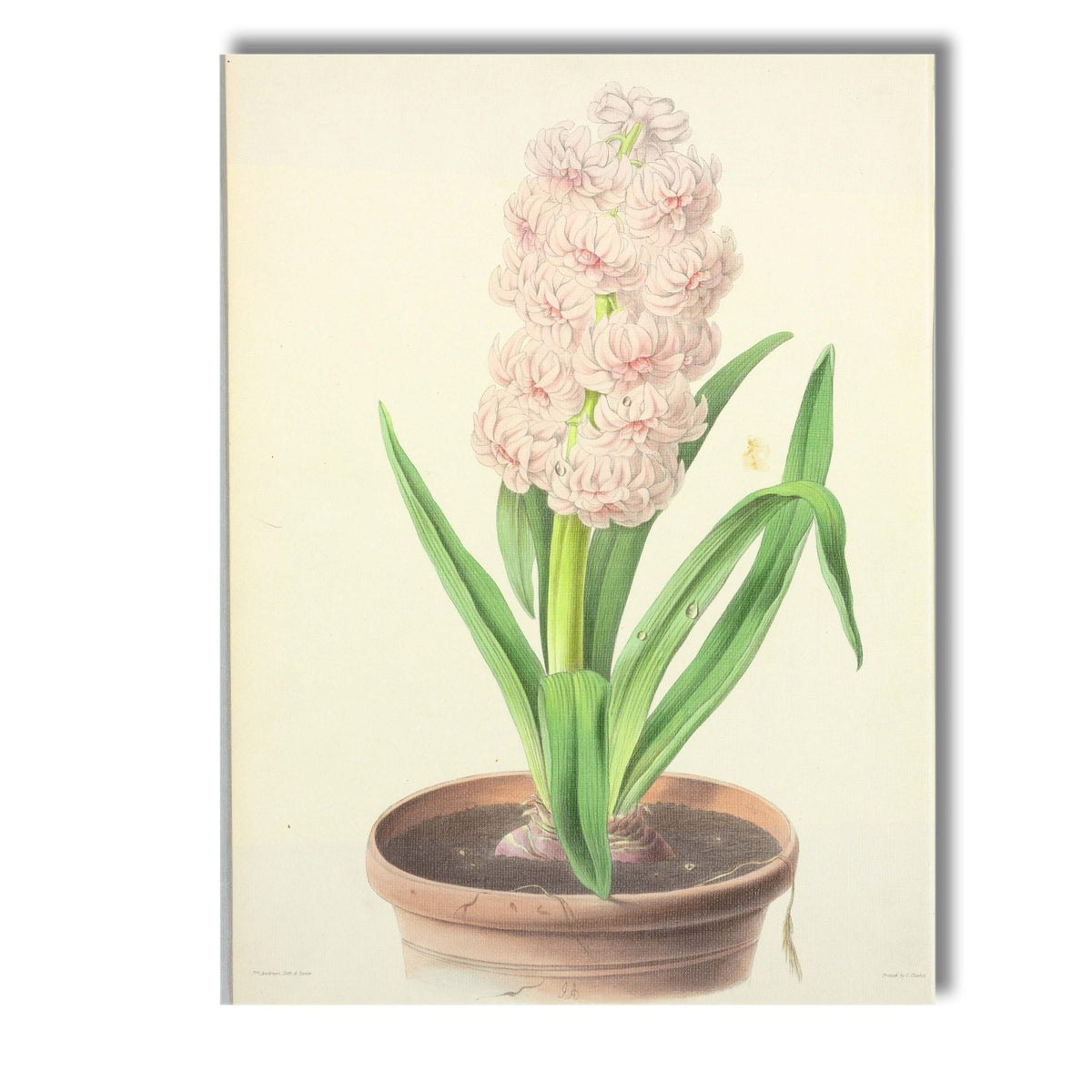 Soft Pink Hyacinth in Terracotta Pot Botanical Illustration Canvas Wall Art Print Decor Picture Ready to Hang