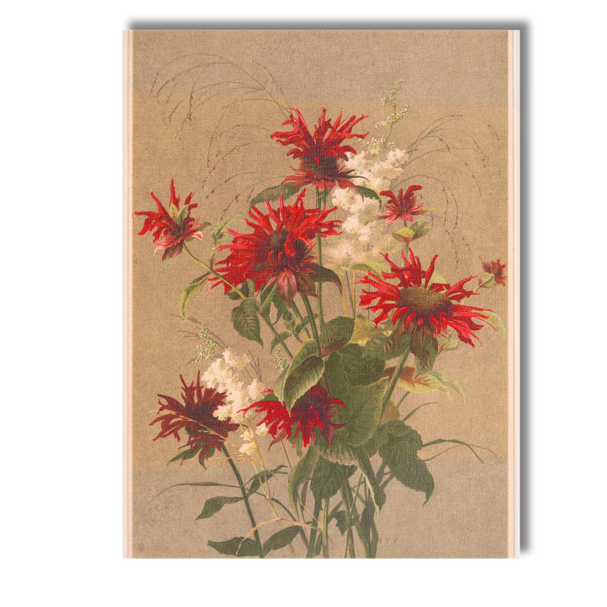 Rich Red Bee Balm Wildflower Botanical Arrangement Canvas Wall Art Print Decor Picture Ready to Hang