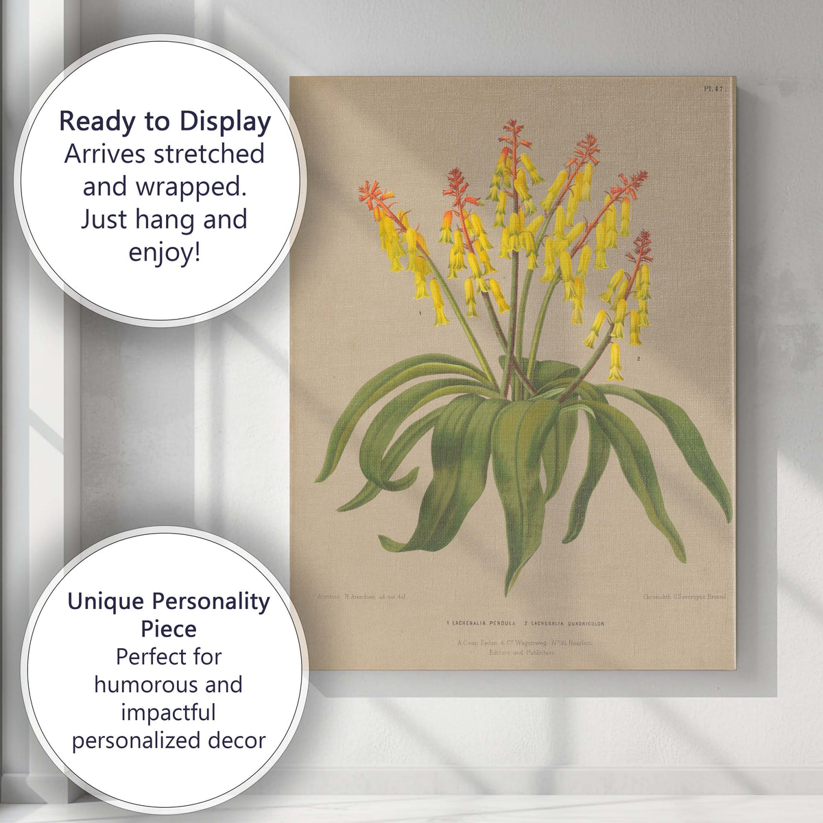 Antique Yellow Bell Flower Botanical Scientific Illustration Canvas Wall Art Print Decor Picture Ready to Hang