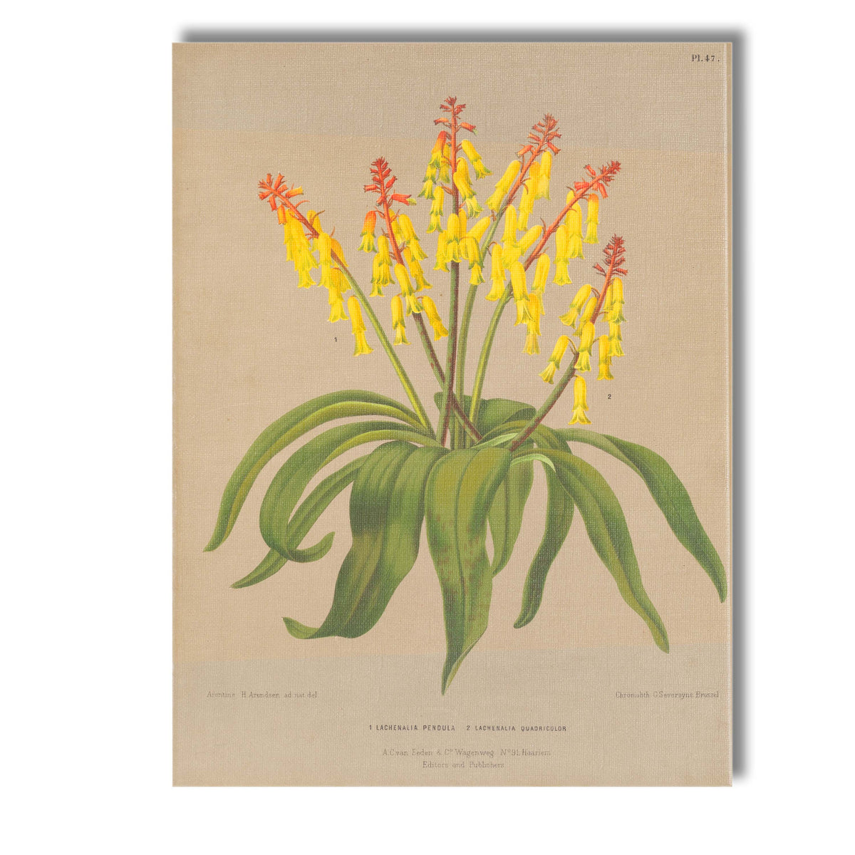 Antique Yellow Bell Flower Botanical Scientific Illustration Canvas Wall Art Print Decor Picture Ready to Hang