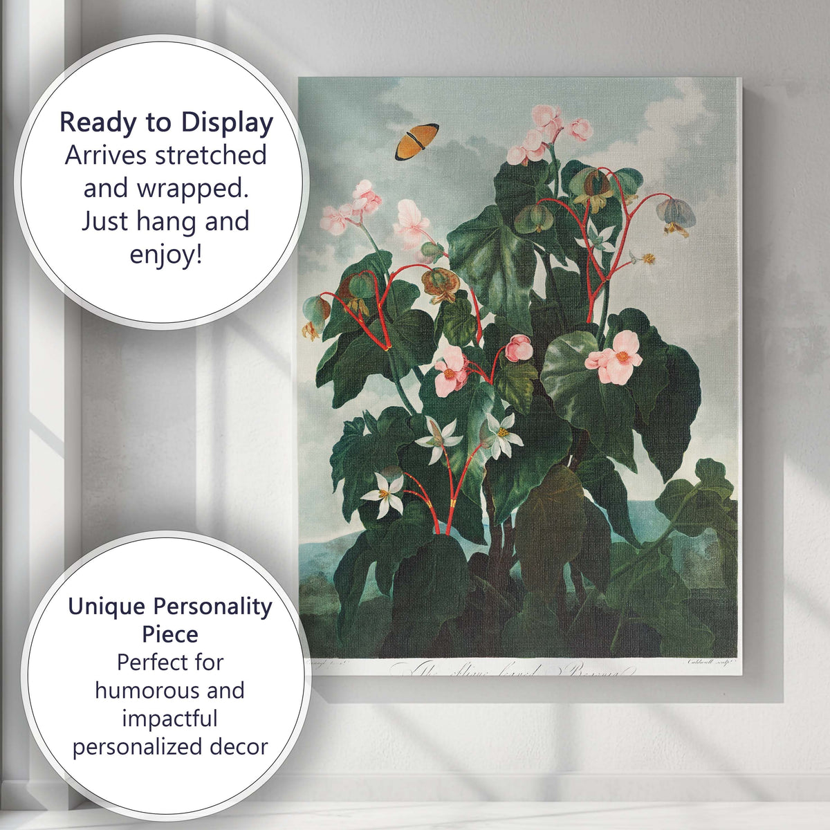 Antique Pink Begonia Botanical Flower Study Canvas Wall Art Print Decor Picture Ready to Hang