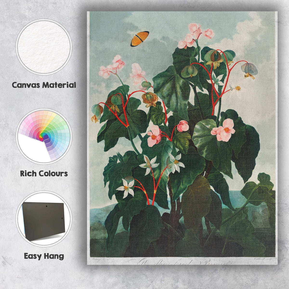 Antique Pink Begonia Botanical Flower Study Canvas Wall Art Print Decor Picture Ready to Hang