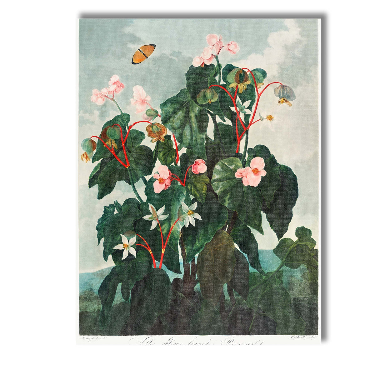 Antique Pink Begonia Botanical Flower Study Canvas Wall Art Print Decor Picture Ready to Hang
