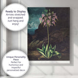 Moody Coastal American Cowslip Botanical Illustration Canvas Wall Art Print Decor Picture Ready to Hang