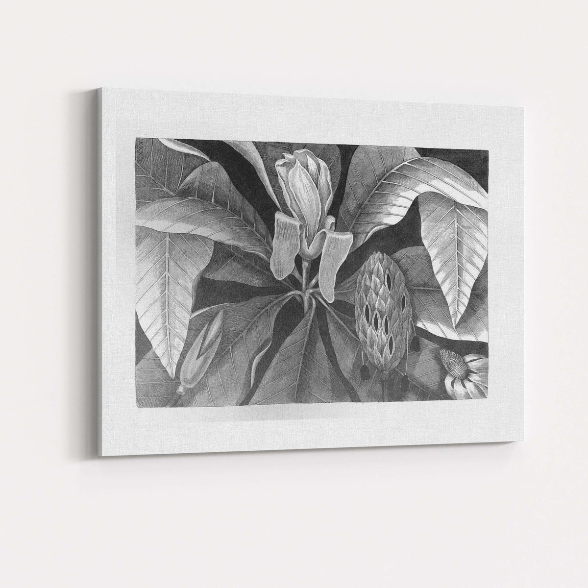 Monochrome Magnolia Flower and Leaf Botanical Engraving Canvas Wall Art Print Decor Picture Ready to Hang