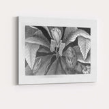 Monochrome Magnolia Flower and Leaf Botanical Engraving Canvas Wall Art Print Decor Picture Ready to Hang