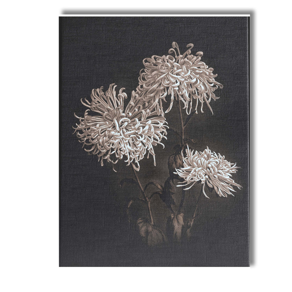 White Chrysanthemum Floral Botanical Illustration Dark Background Canvas Wall Art Print Decor Picture Ready to Hang