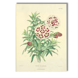 Victorian Alocasia Plant Ornamental Urn Botanical Engraving Canvas Wall Art Print Decor Picture Ready to Hang