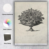 Antique Alternanthera Foliage Plant Botanical Engraving Canvas Wall Art Print Decor Picture Ready to Hang