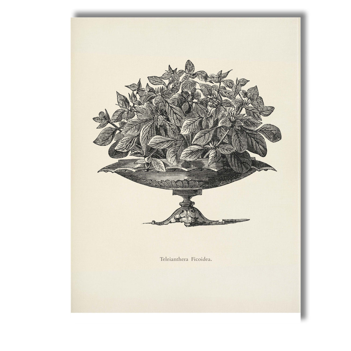 Antique Alternanthera Foliage Plant Botanical Engraving Canvas Wall Art Print Decor Picture Ready to Hang