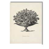 Antique Alternanthera Foliage Plant Botanical Engraving Canvas Wall Art Print Decor Picture Ready to Hang