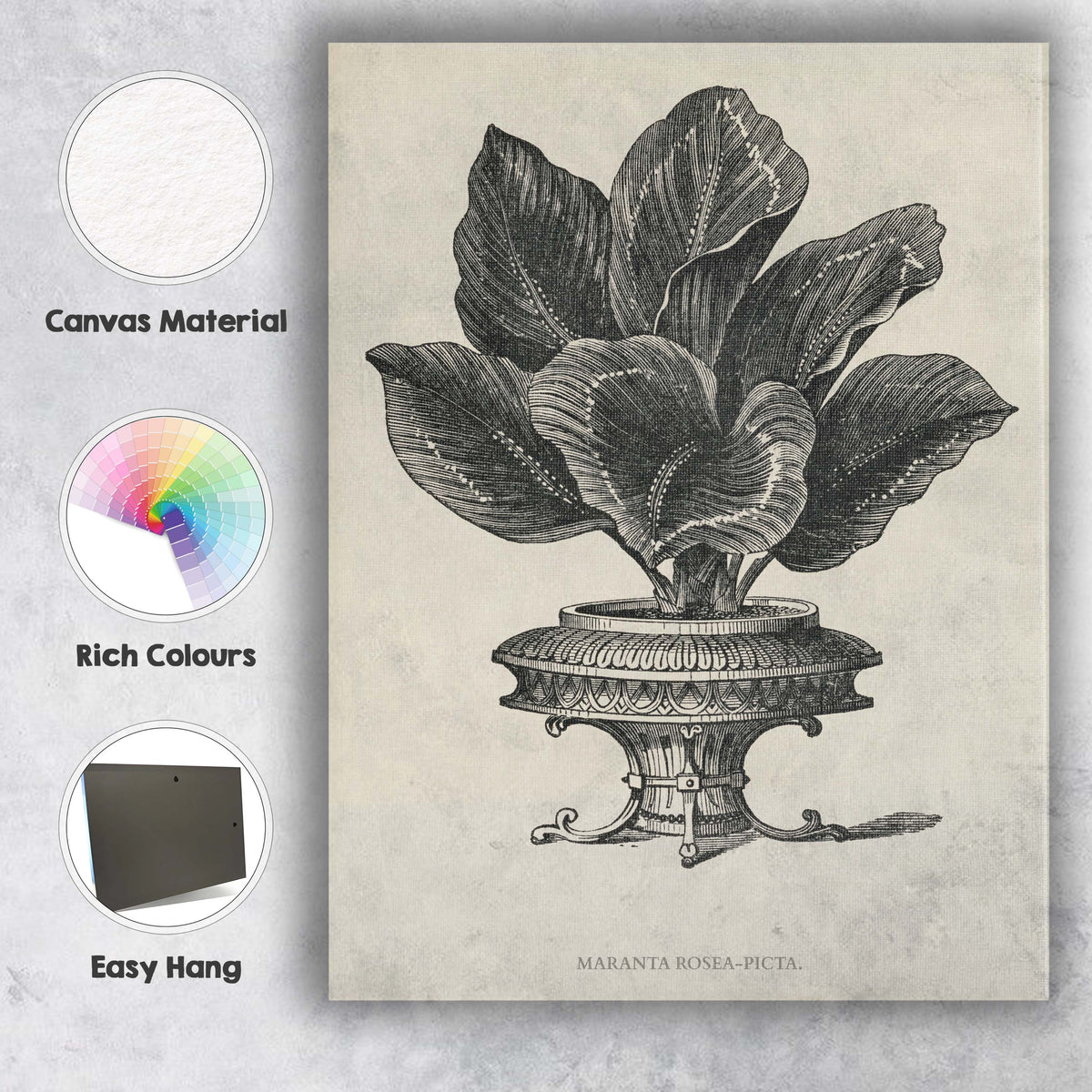 Classic Maranta Illustris Tropical Leaf Botanical Engraving Canvas Wall Art Print Decor Picture Ready to Hang