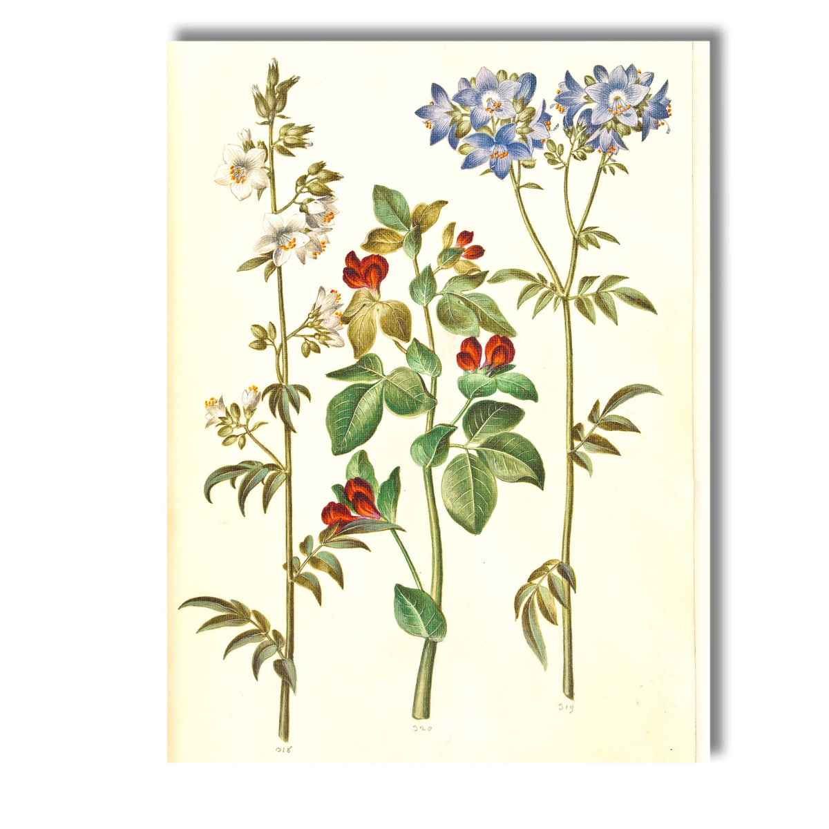 Antique Wildflower Botanical Illustration With Blue And Red Blooms Canvas Wall Art Print Decor Picture Ready to Hang