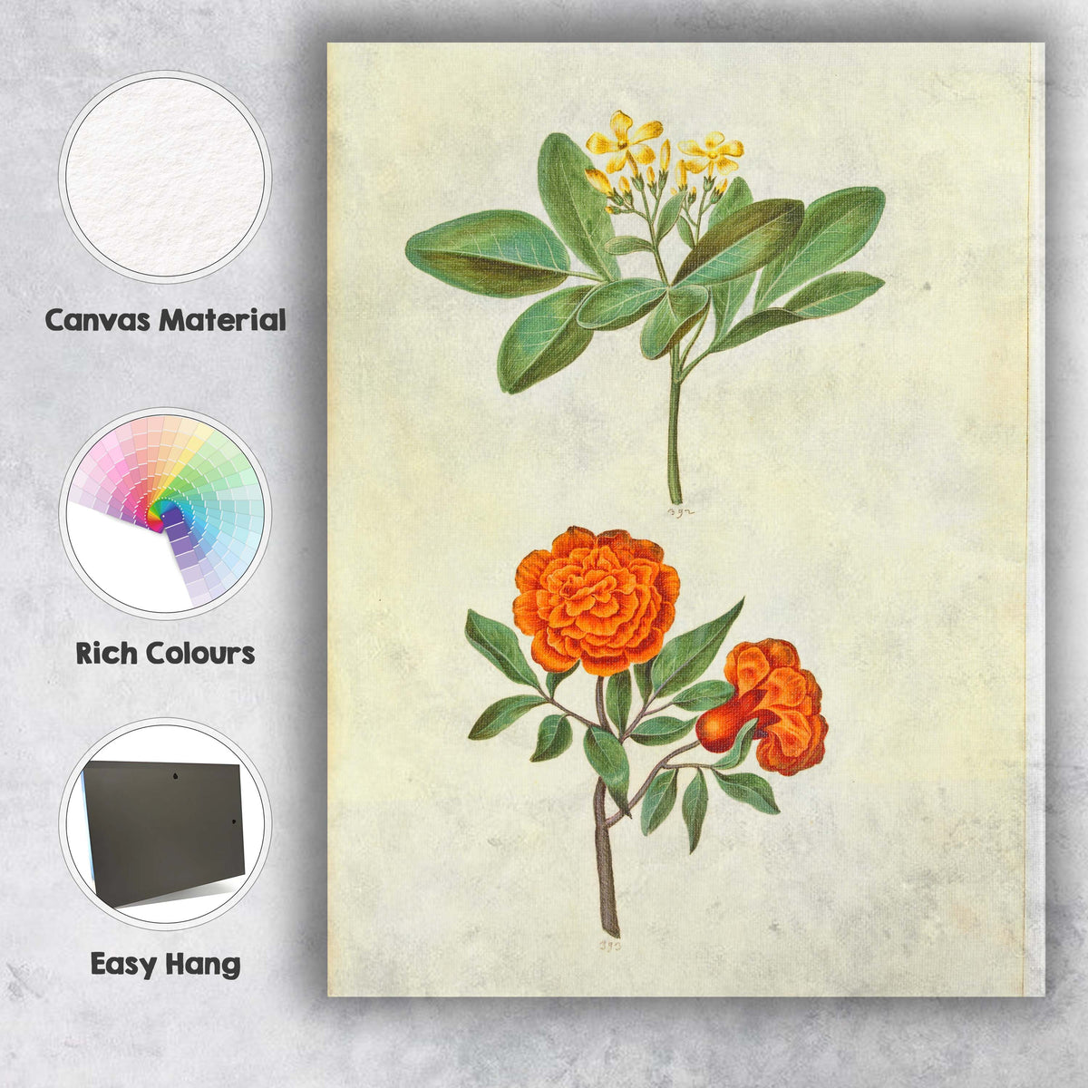 Antique Orange Rose Yellow Flower Botanical Illustration Canvas Wall Art Print Decor Picture Ready to Hang