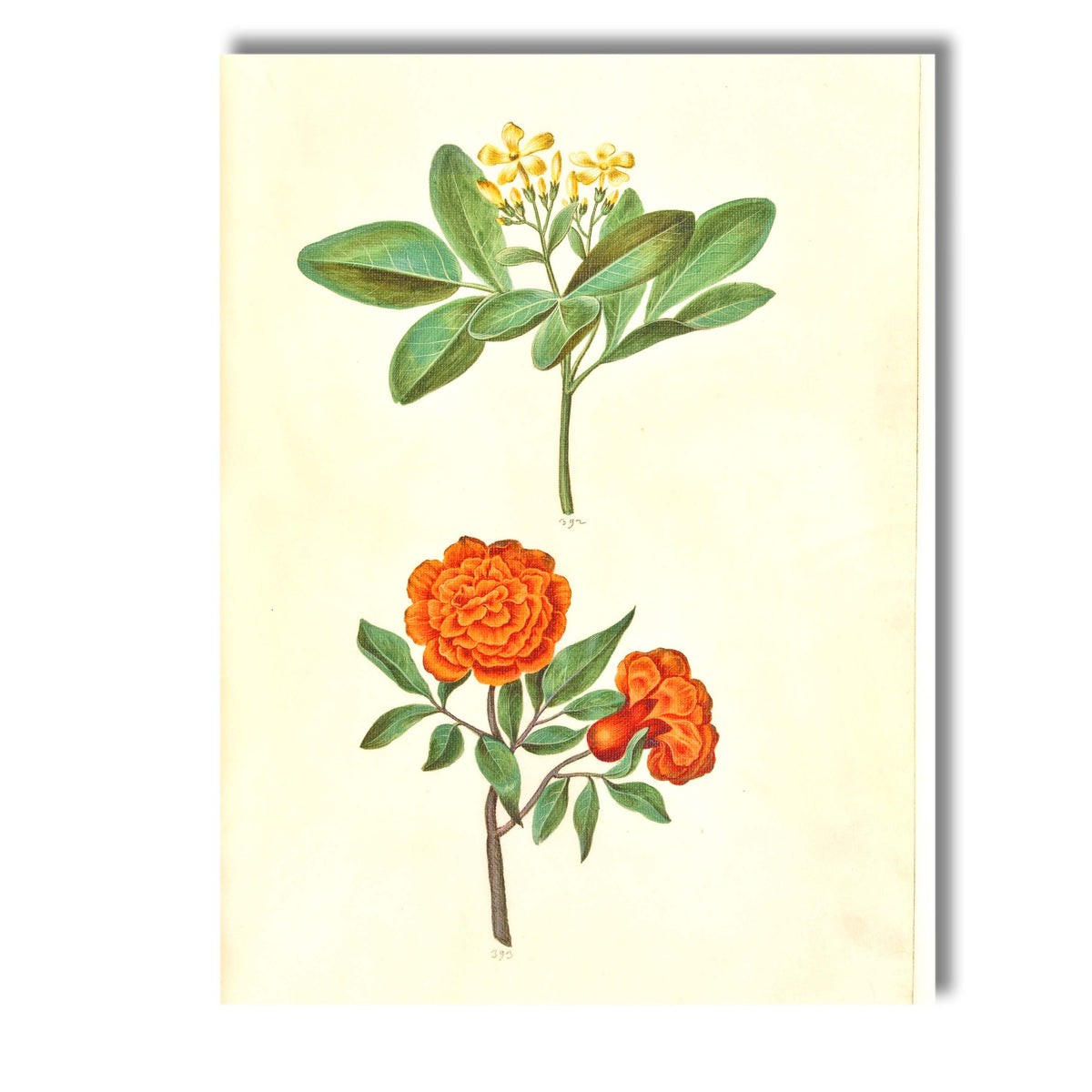 Antique Orange Rose Yellow Flower Botanical Illustration Canvas Wall Art Print Decor Picture Ready to Hang