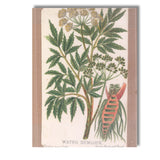 Antique Water Hemlock Botanical Study Poisonous Wildflower Illustration Canvas Wall Art Print Decor Picture Ready to Hang