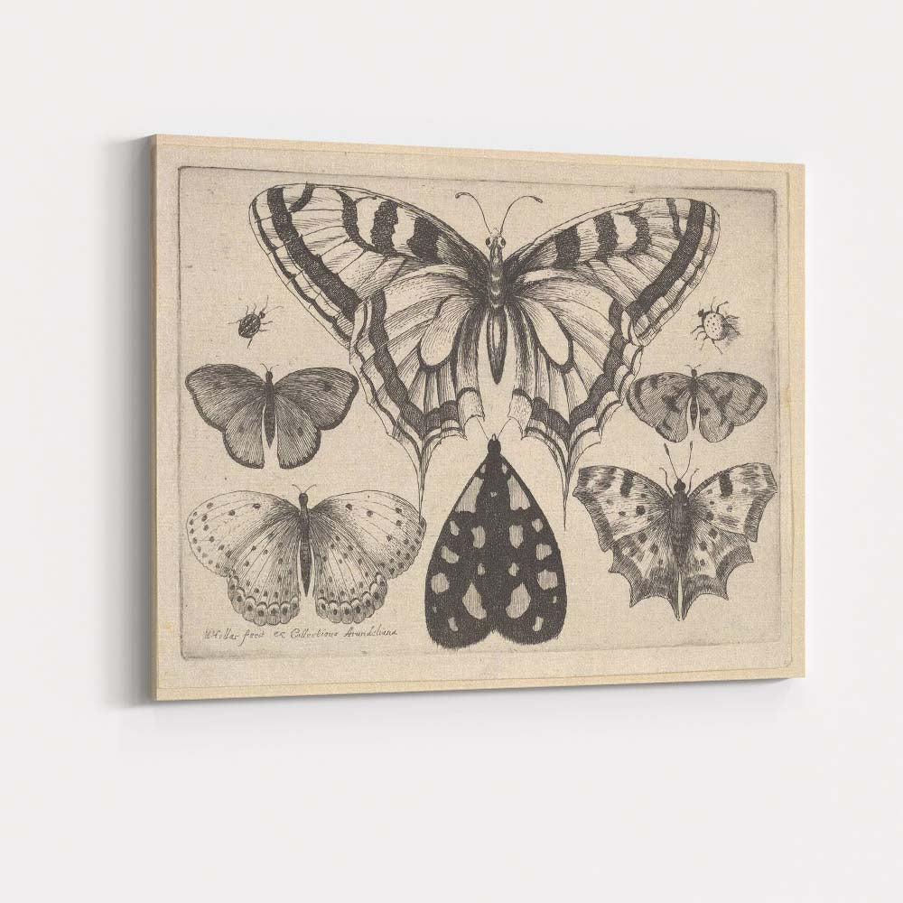 Antique Butterfly Collection Engraving Victorian Entomology Study Canvas Wall Art Print Decor Picture Ready to Hang