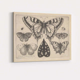 Antique Butterfly Collection Engraving Victorian Entomology Study Canvas Wall Art Print Decor Picture Ready to Hang